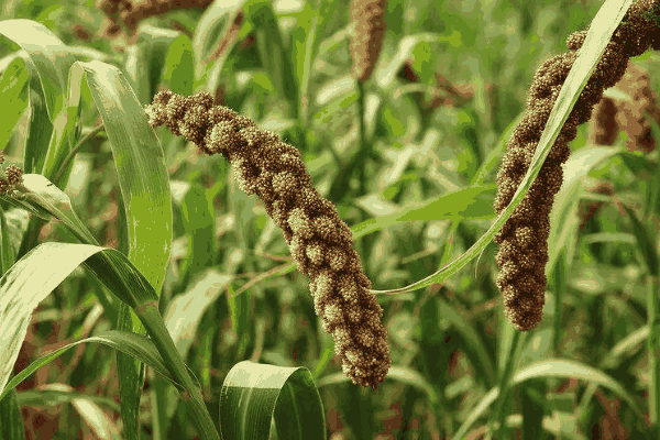 小米播种方法